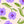 Charger l'image dans la galerie, Eventail Pansies
